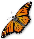 Monarch Butterfly